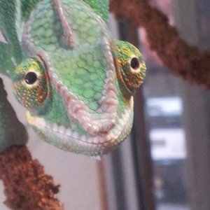 Rango Jr 5 months