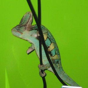 Cords are great for climbing