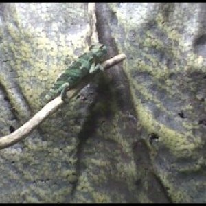 Trying to blend with the back