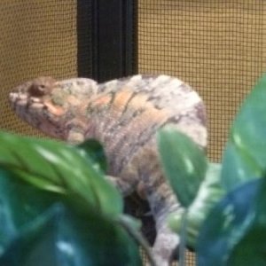 CALYPSO, the first time she became receptive