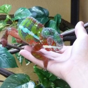 the dude climbing on my hand