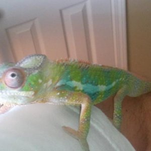 Marley trying to climb on top of my head.(as always!)