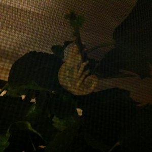 sleepin'