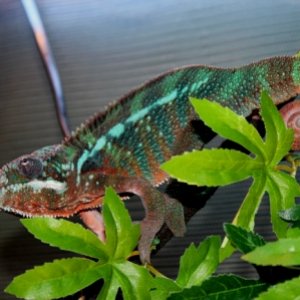 Taking a stroll around the cage.