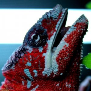 Draco trying to tell me something?