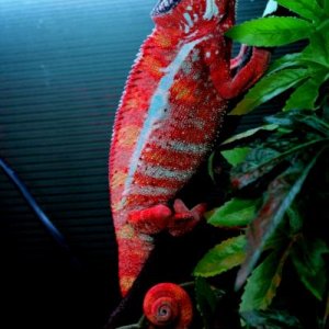 Draco all fired up. The day 'after' the female was here.