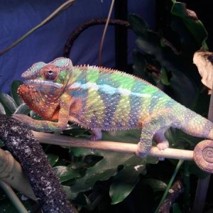 marley1