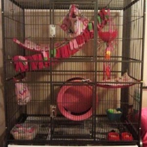 Snookie's Cage Setup