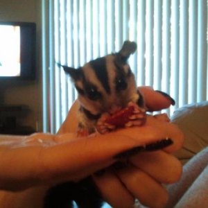 snacking on a strawberry