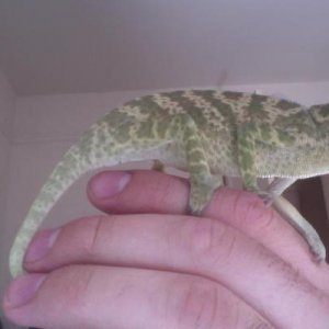 Picture when i first got him. doesnt look so good!
