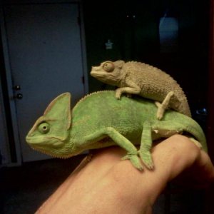 Ekundu on Babaloo's back.