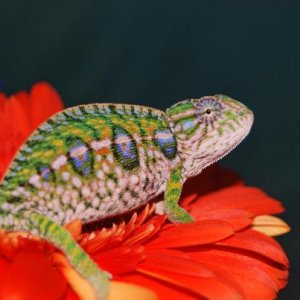 Pixie showing off her receptive colours.
