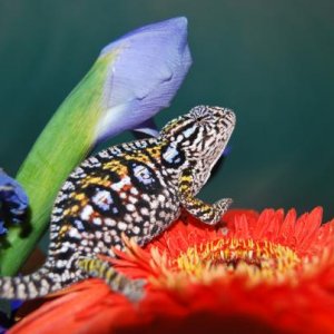Pixie gravid after mating with Cirus.