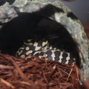 5 months, day one at home