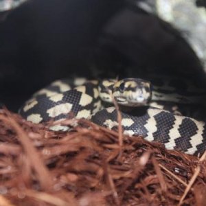 5 months, day one at home