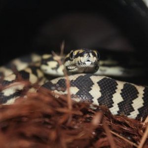 5 months, day one at home