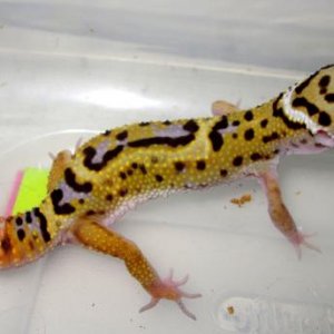 this is sped, he is a jungle produced by venus and mars. he has a balance disorder probably caused by an inner ear issue.