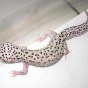 baby eclipse! shes gunna be a stunner in spring!