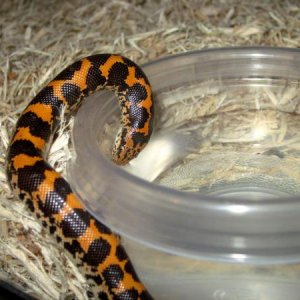 the male sand boa drinking