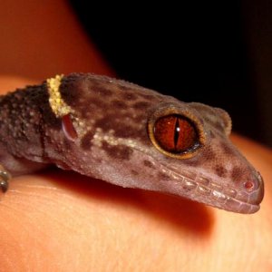 pheo, the mbd ridden cave gecko, he has made an almost full recovery. just trying to get some weight on him.