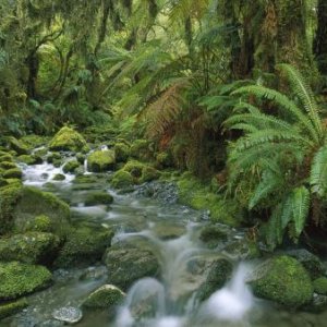forest wallpaper c8669