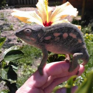 NOSY MITSIO FEMALE...AURORA FLOWER PIC