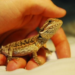 Approximately 2 months old
