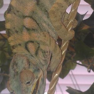 AURORA LOOKING BEAUTIFUL IN ENCLOSURE