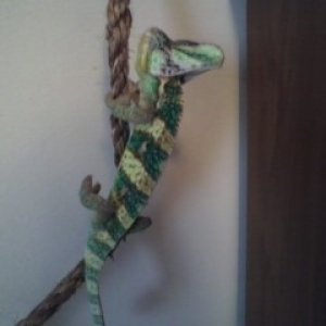Climbing the rope