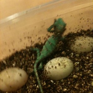 New hatched baby Veiled