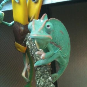 6 week old veiled Chameleon