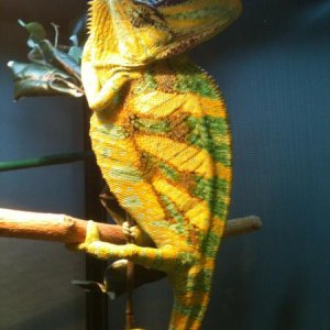 Basho ... retired Male Veiled Breeder