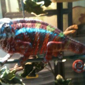 retired ambilobe male