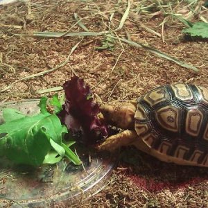 Sheldon eating