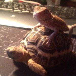 Sheldon and #27 riding him