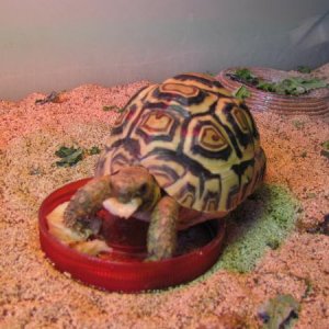 Sheldon and his treat