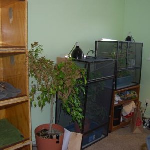 Cham cages and a dying ficus