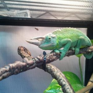 Second shed, look at those blue-green feet :)