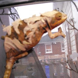 updated reptile photos 003