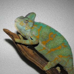 updated reptile photos 040