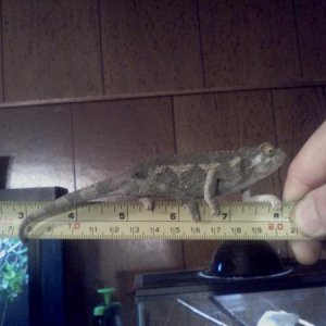 My Lil' Runt @ 10 years old.