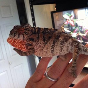 holdback female.  almost 6 months old