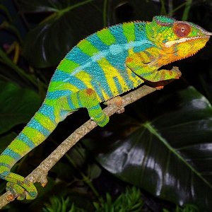 Moms - Sire - Hunter Breeder FLChams