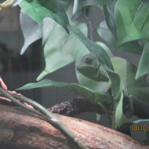 First morning in his new enclosure.