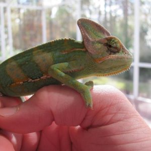 Starting to show more colors.