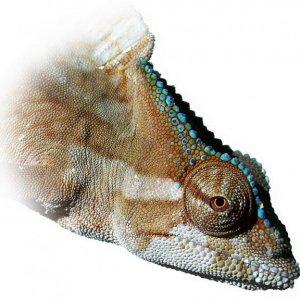 crestie