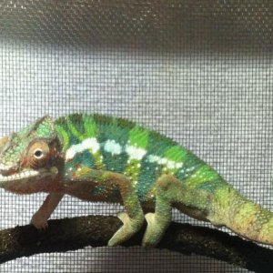 lNB nlkBHj7fe9914iQBdovdoE6GNrV6yFh798pWq28