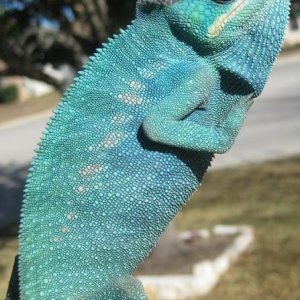 Nosy bob