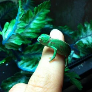 kaida 5
Look at all the colors. :D