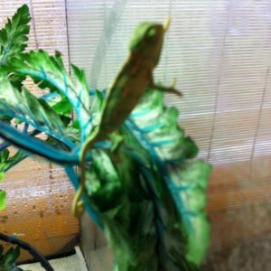 kaida 9
Yaso does it so why can't I climb the glass